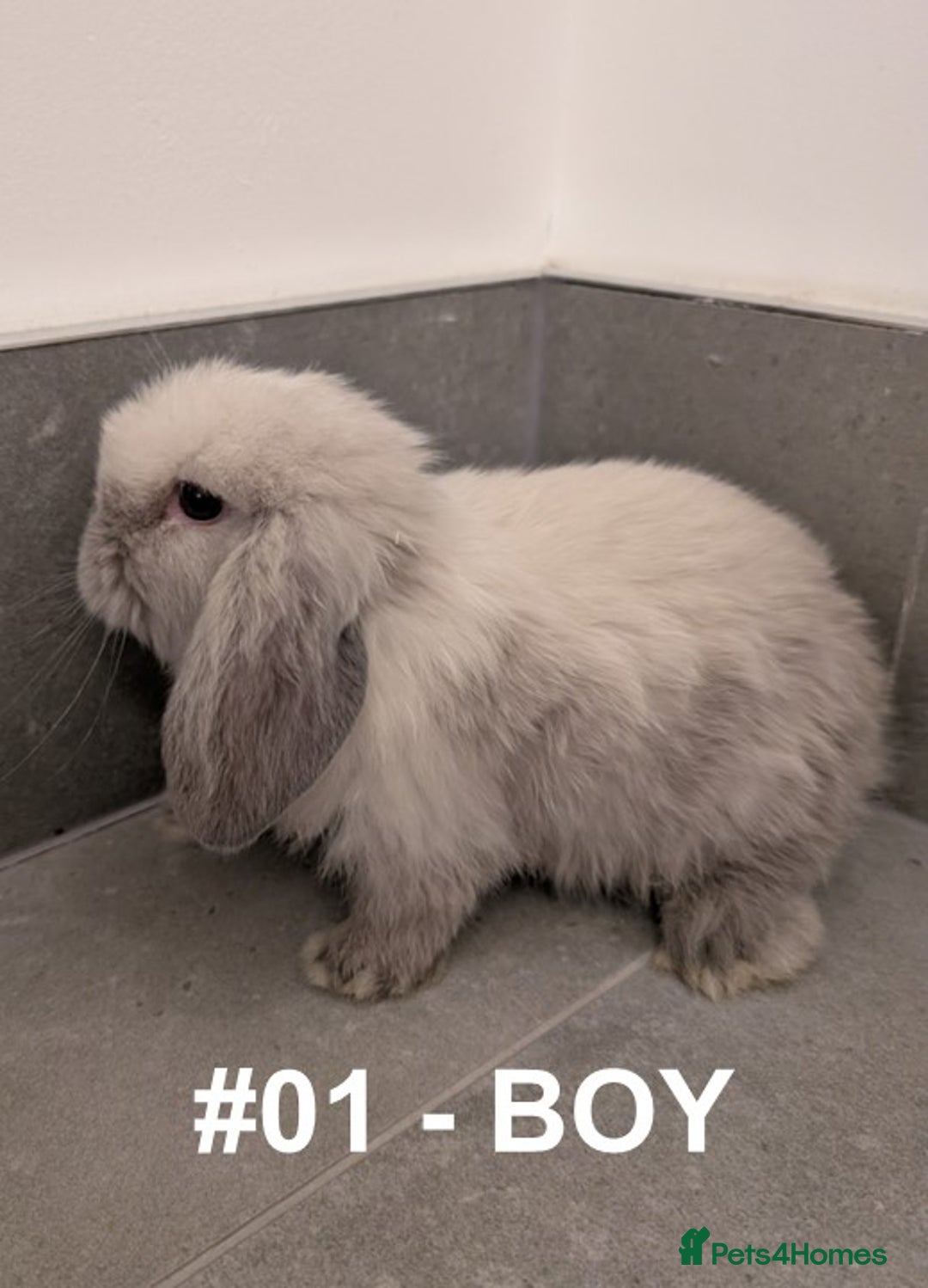 Mini Lop rabbits for sale: Exceptional Mini-Lops. Collect from: 25th October - Image 6