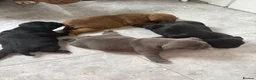 American Bully dogs for sale: **MICRO BULLY PUPPIES *** - Advert 16