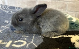 Mini Lop rabbits for sale: Two different litters of rabbits - Image 6