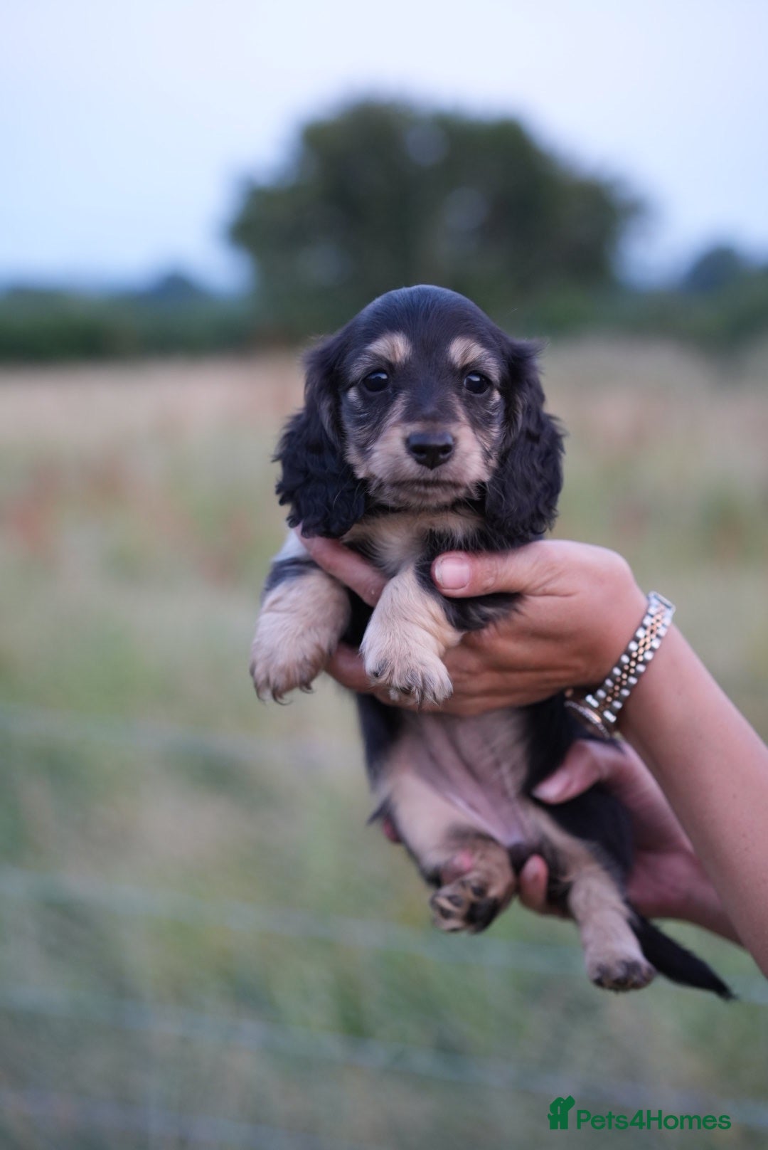 Miniature Dachshund dogs Kc Reg, Health Tested, IVDD Screened Mum  - Advert 1