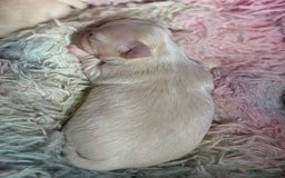 Chihuahua dogs for sale: Puppies chihuahuas 1 boy and 2 little princesses  - Image 9