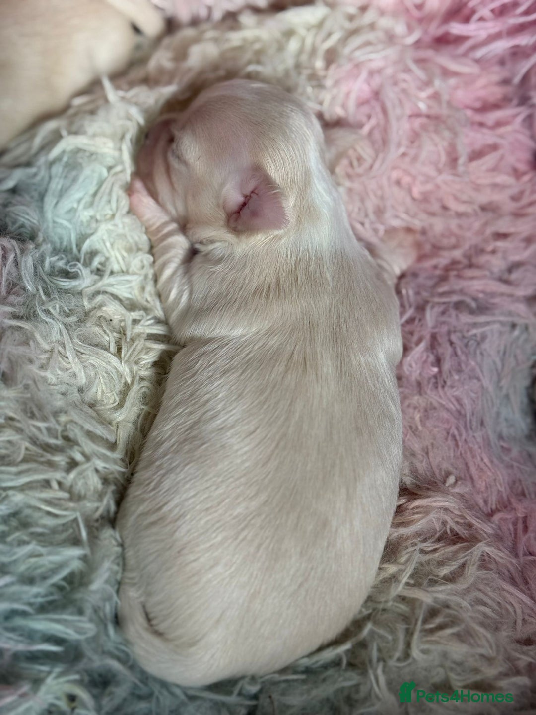 Chihuahua dogs for sale: Puppies chihuahuas 1 boy and 2 little princesses  - Image 9