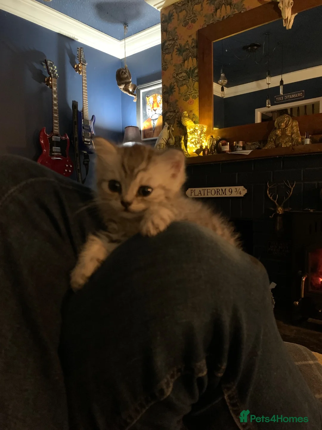 Exotic cats for sale: Beautiful exotic kittens  - Advert 7