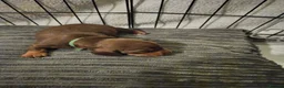 Miniature Dachshund dogs for sale: Miniature Daschund puppies 5 male - Advert 14