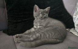 Mixed Breed cats for sale: 5 3/4 persian kittens ready now - Image 3