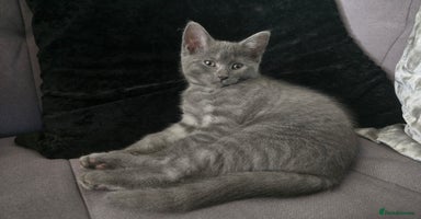 Mixed Breed cats - Advert 16