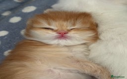 British Longhair cats for sale: GCCF reg BLH Black and Chocolate Golden kittens - Image 17