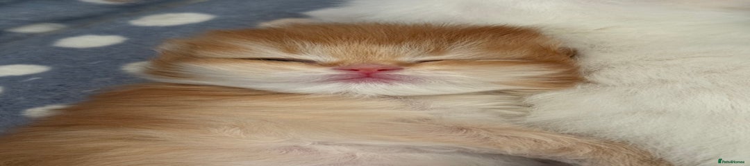 British Longhair Kitten 5