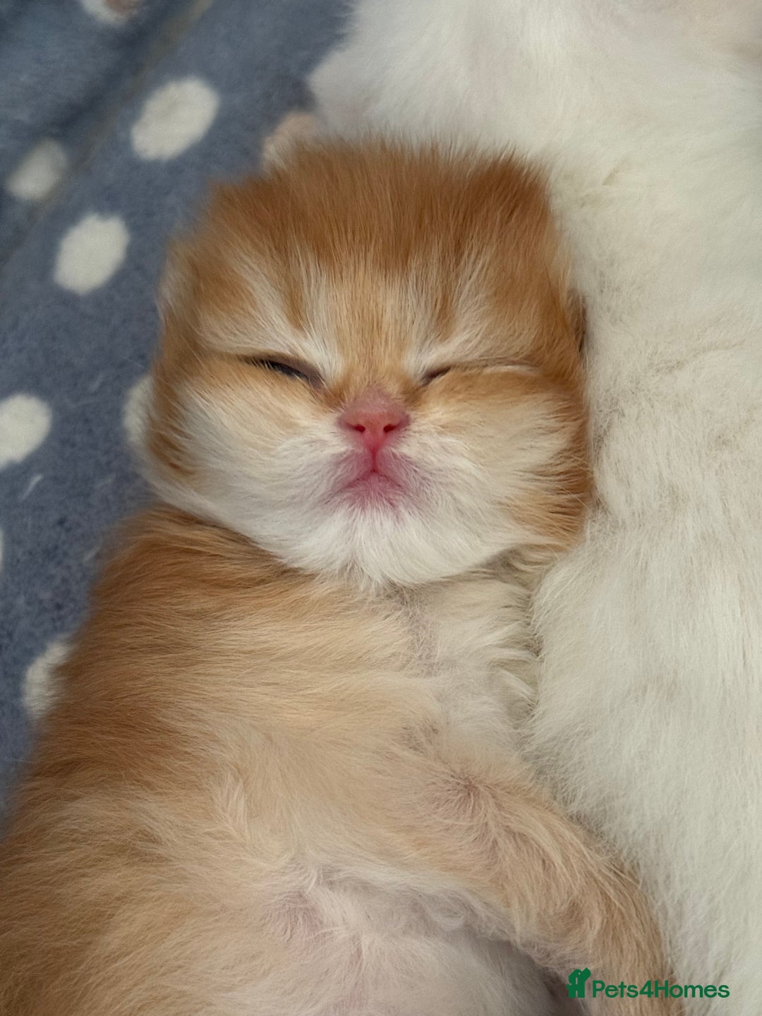 British Longhair cats for sale: GCCF reg BLH Black and Chocolate Golden kittens - Image 17