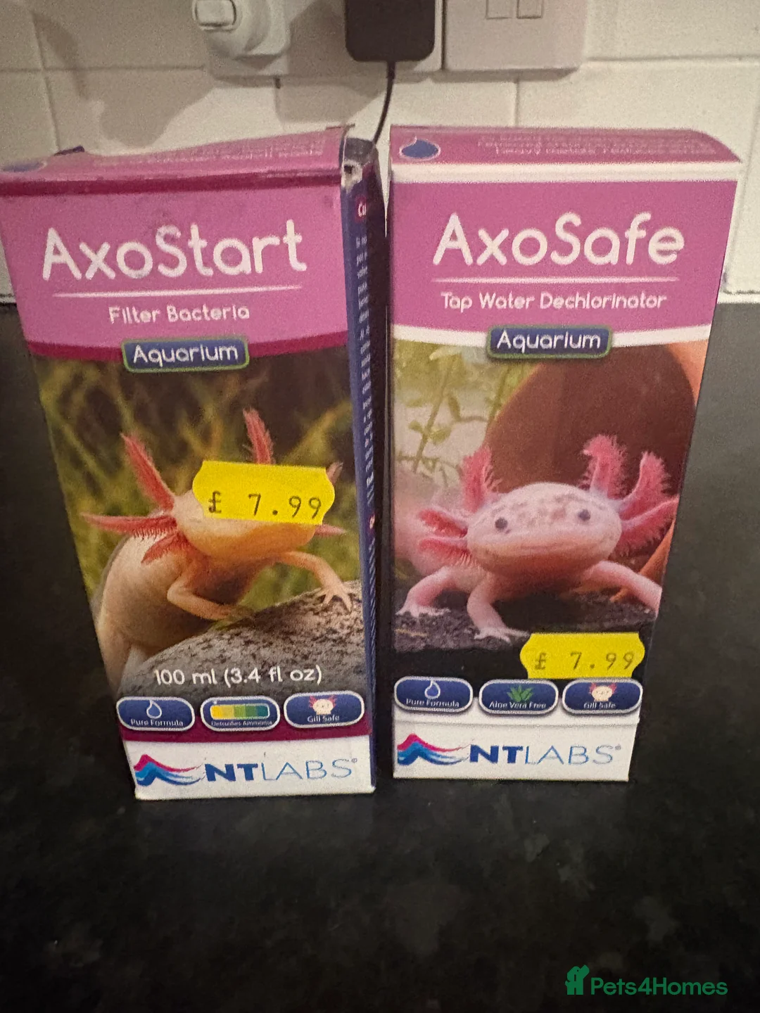 Axolotl reptiles for sale: Axolotl, tank and all accessories  - Advert 5