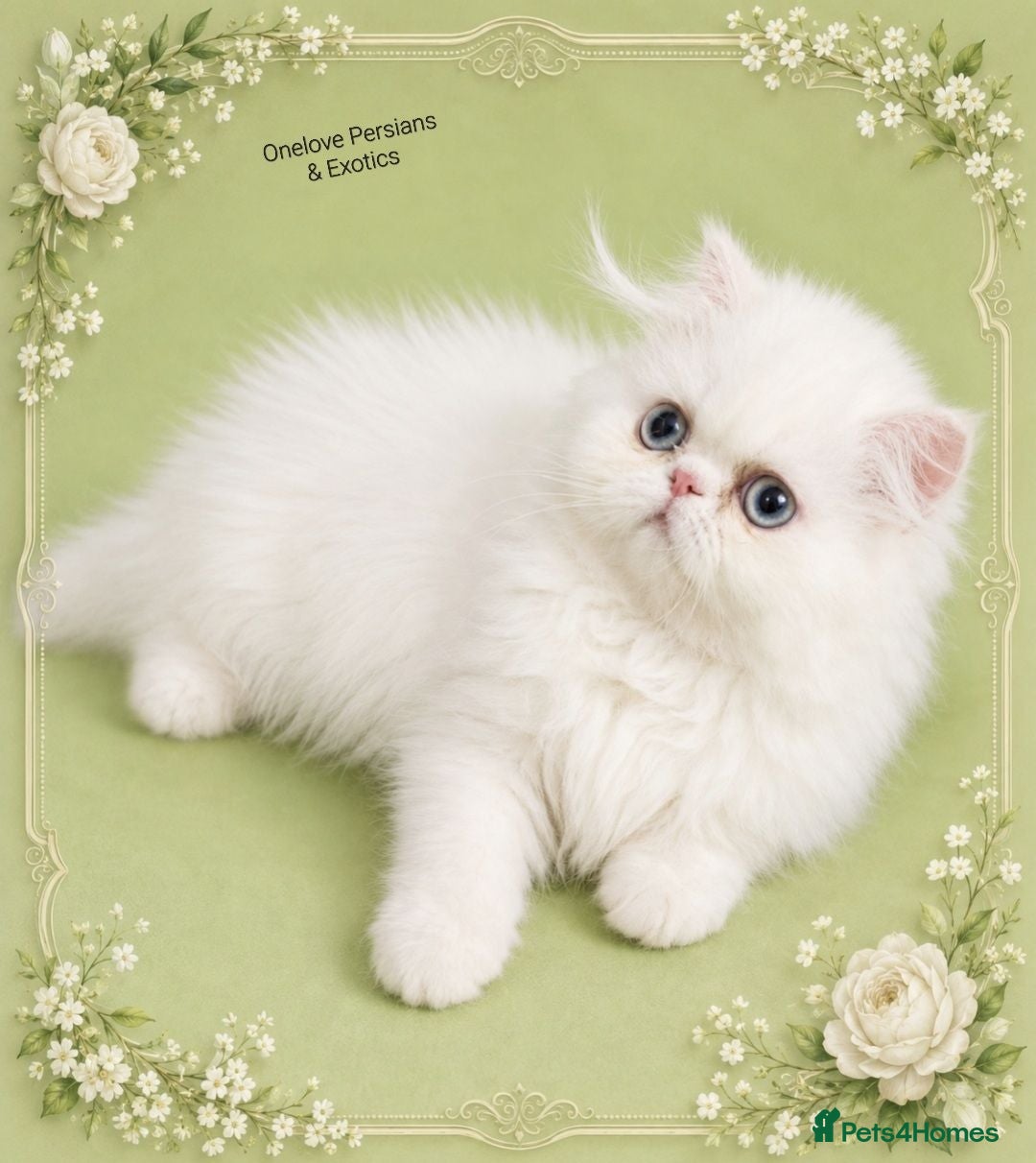 Persian cats 🎀🎀 GCCF Persian Kitten 🎀🎀 - Advert 2