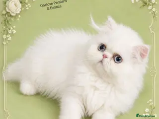 Persian cats 🎀🎀 GCCF Persian Kitten 🎀🎀 - Advert 5