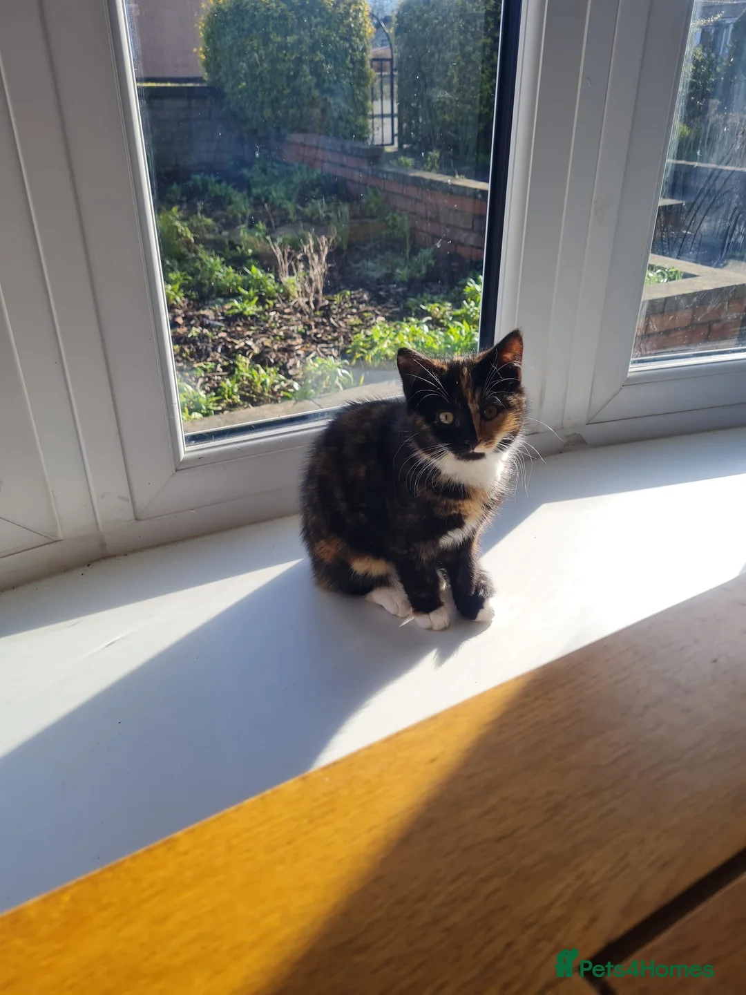 Ragdoll cats for sale: 2 female half ragdoll kittens  - Advert 5