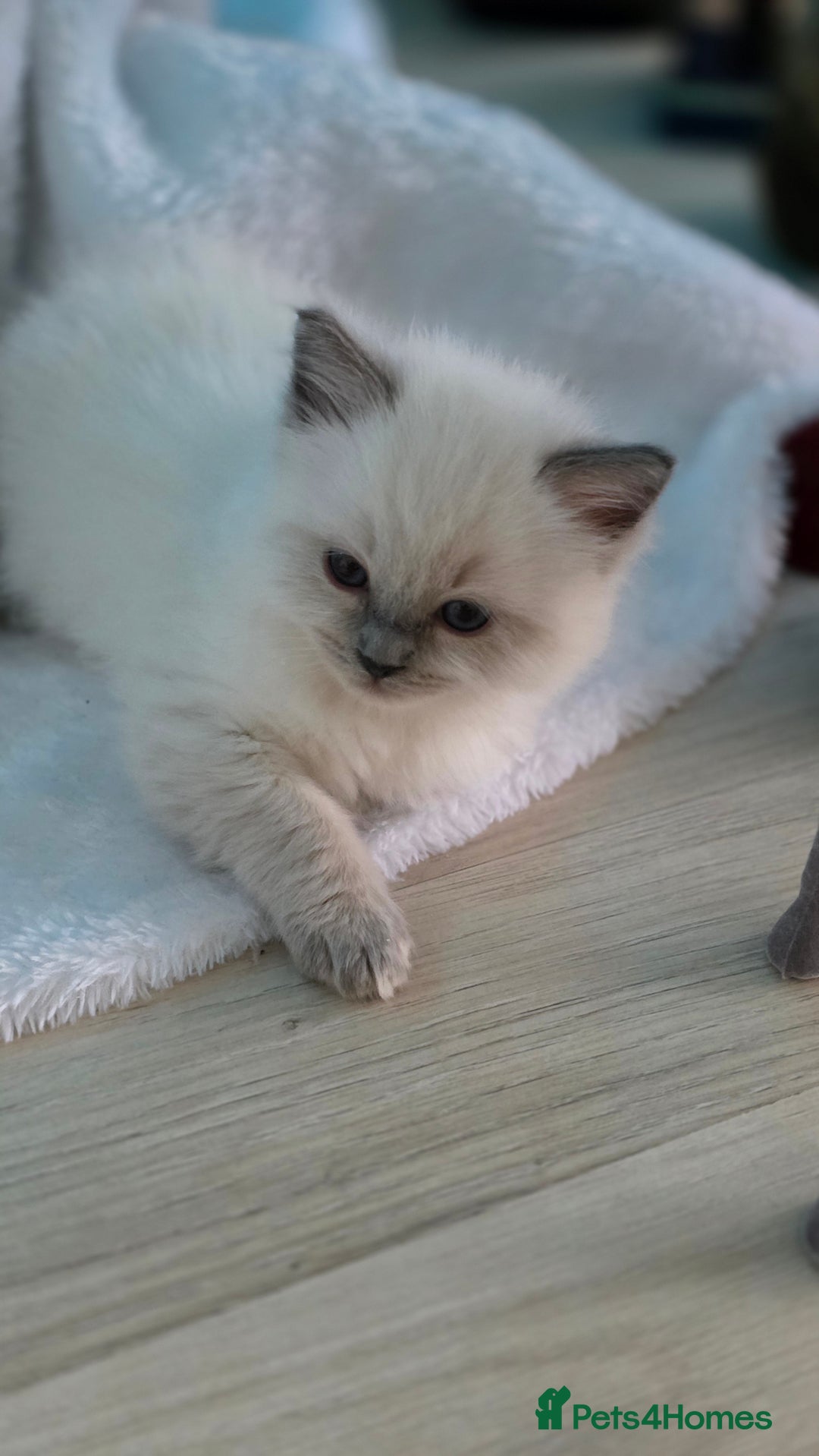 Ragdoll cats for sale: Ragdoll Blue Point Male Kitten - Advert 4