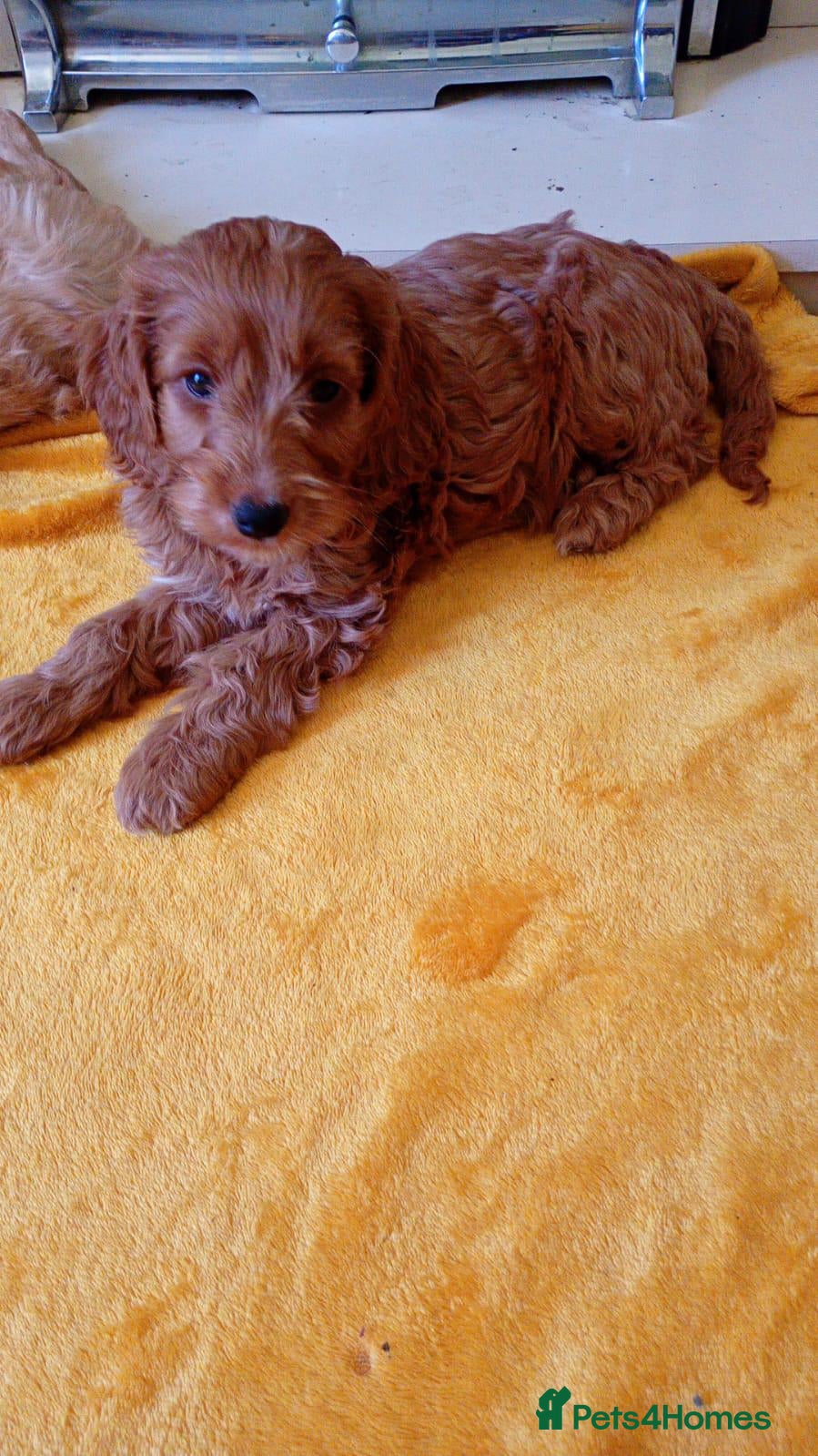 Cavapoo dogs stunning cavapoo pups  - Advert 9