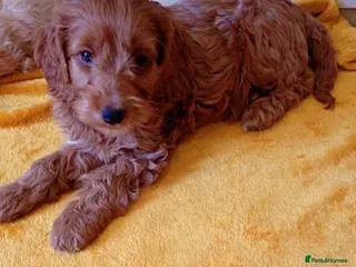 Cavapoo dogs stunning cavapoo pups - Advert 18