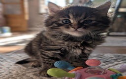Mixed Breed cats for sale: Last one left! Mixed Breed Mini Maine Coon Dupes - Image 4