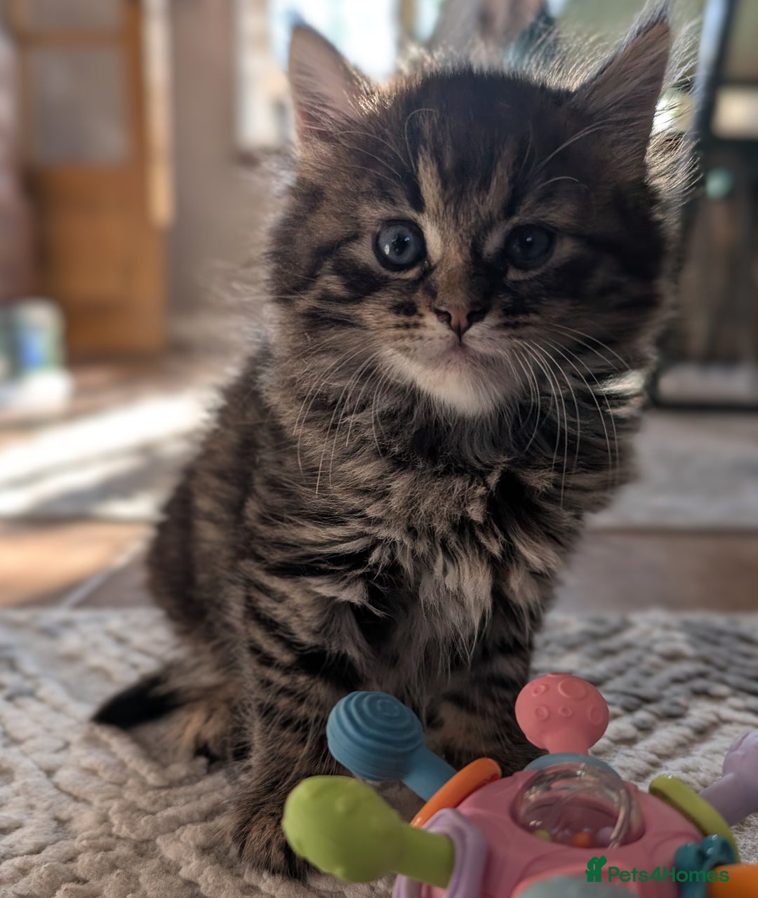 Mixed Breed cats for sale: Last one left! Mixed Breed Mini Maine Coon Dupes - Image 4