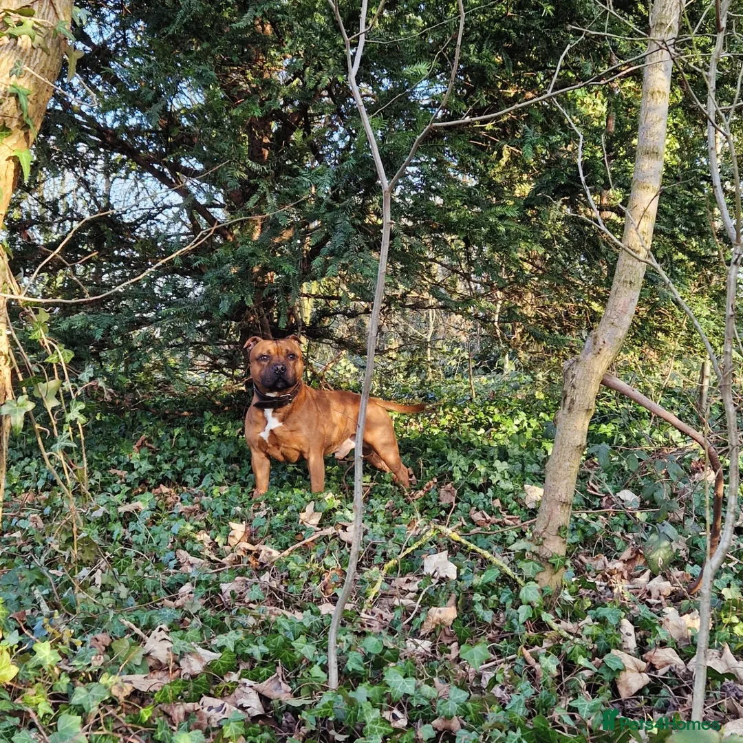 Staffordshire Bull Terrier dogs for stud: Staffordshire Bull Terrier Stud in Wolverhampton - Advert 14
