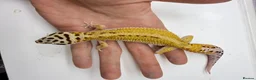 Leopard Gecko reptiles for sale: Last few leopard gecko when they gone they gone !! - Advert 4