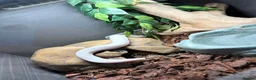 Python Snake reptiles for sale: Two stunning ball pythons  - Advert 5