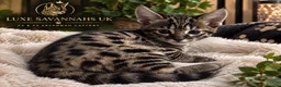 Savannah cats for sale: 🏵️ WORLDS BEST LINES 🏵️ Savannah F2 & F3 Kittens - Advert 7
