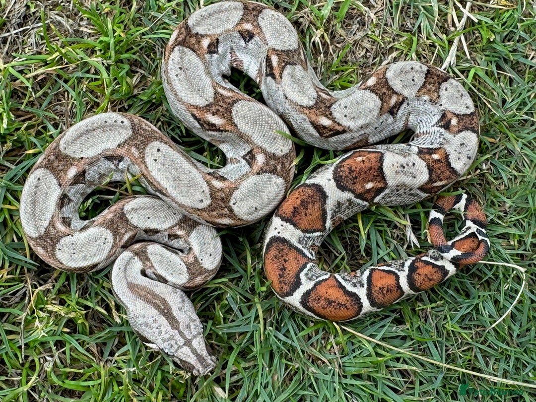 Boa Snake reptiles for sale: Baby Boa Morphs FOR SALE - Image 2