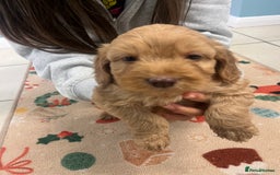 Cockapoo dogs for sale: Cockatoo puppies for sale - Image 2