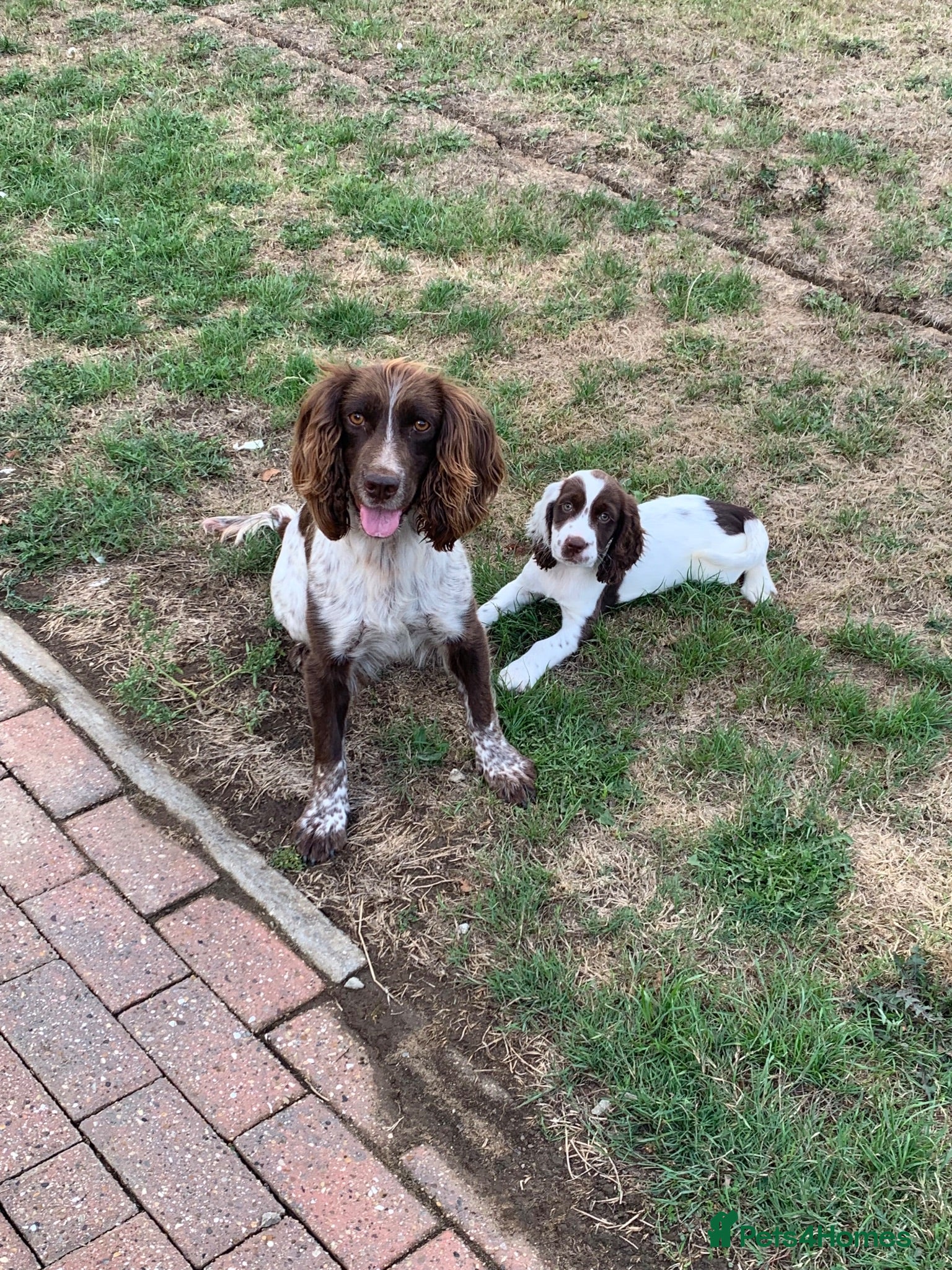 Sprocker dogs 1Girl LEFT READY TO LEAVE NOW Cocker Spaniels - Advert 1