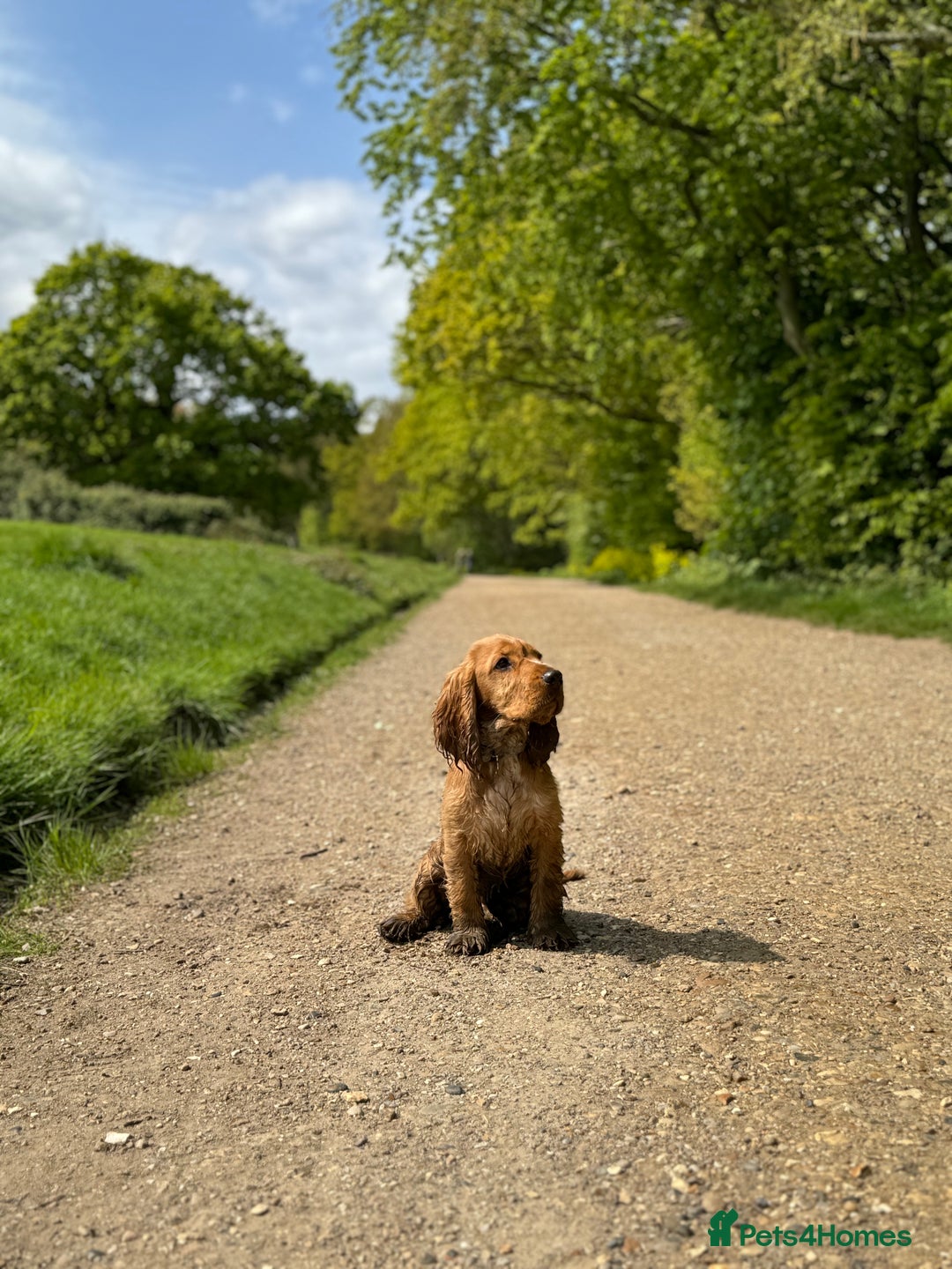Cocker Spaniel dogs for sale: (Almost) 2 Year Old Cocker Spaniel Boy 🩵 - Advert 24