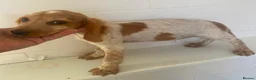 Cocker Spaniel dogs for sale: Gorgeous Cocker Spaniel puppies - Advert 7