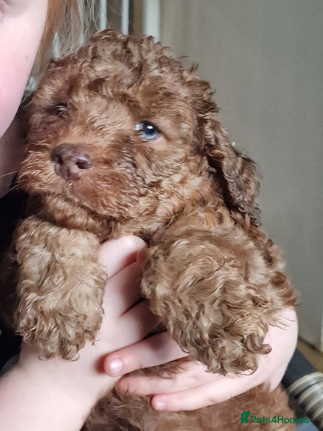 Cockapoo dogs for sale: red sable merle boy left 💜 - Image 33