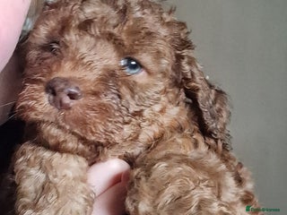 Cockapoo dogs - Advert 4