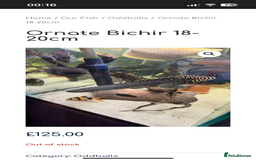 Cichlids fish for sale: 420l tank set up, loads of tropical fish - Image 10