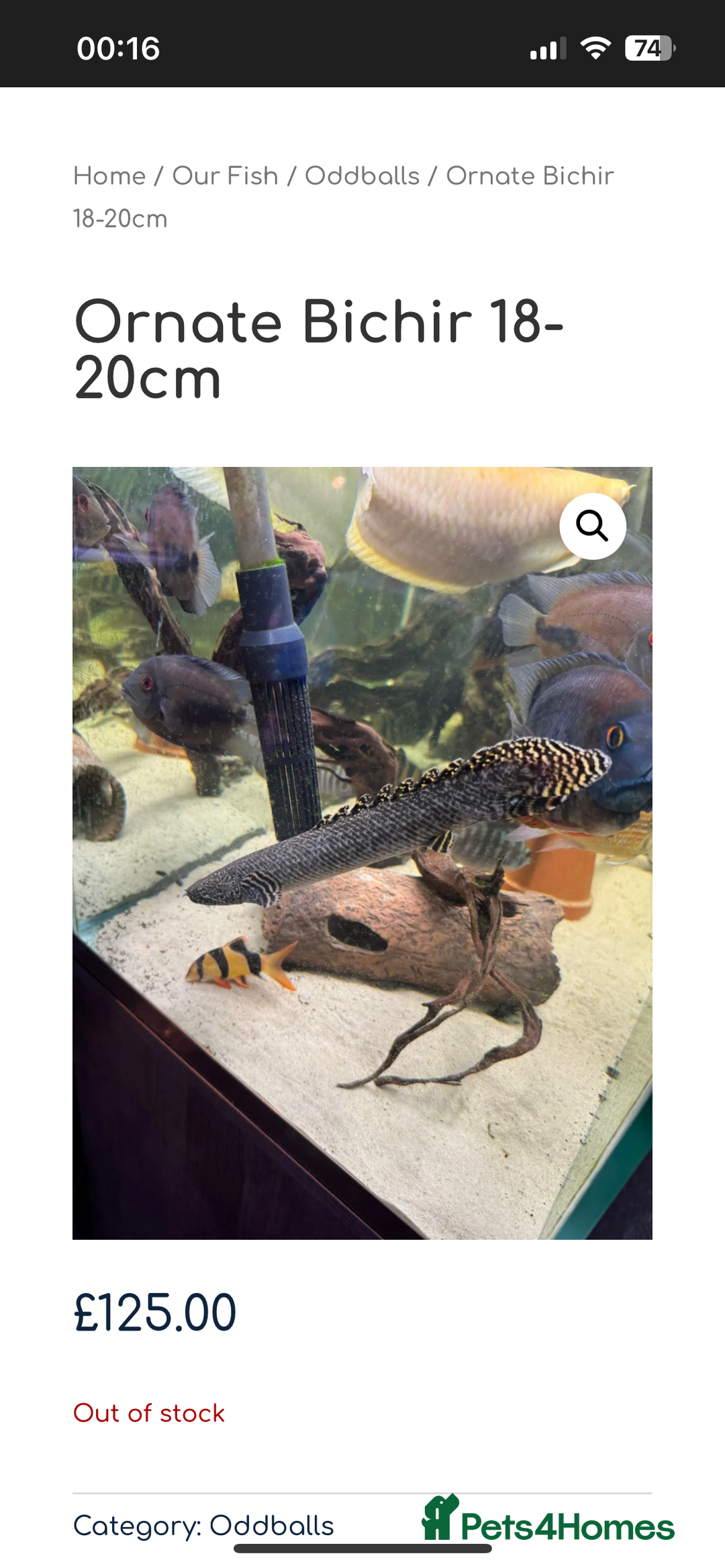 Cichlids fish for sale: 420l tank set up, loads of tropical fish - Image 10