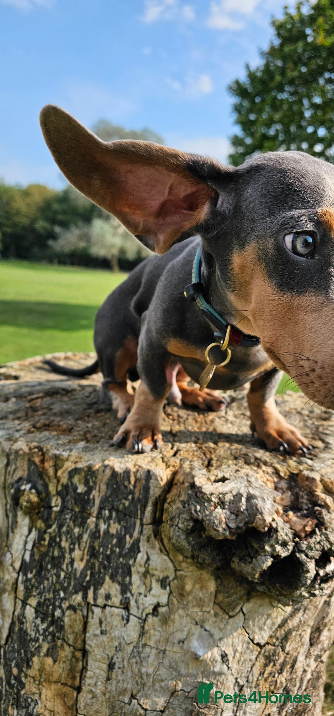 Miniature Dachshund dogs for stud: ⭐️KING PIRI (BLUE AND TAN) KC REG PROVEN Stud⭐️ in Bromley - Advert 11