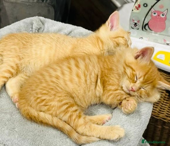 Mixed Breed cats Stunning Ragdoll Ginger Bengal kittens ready now  - Advert 10