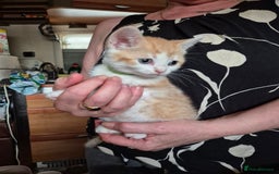 Mixed Breed cats for sale: Litter of kittens - Image 10