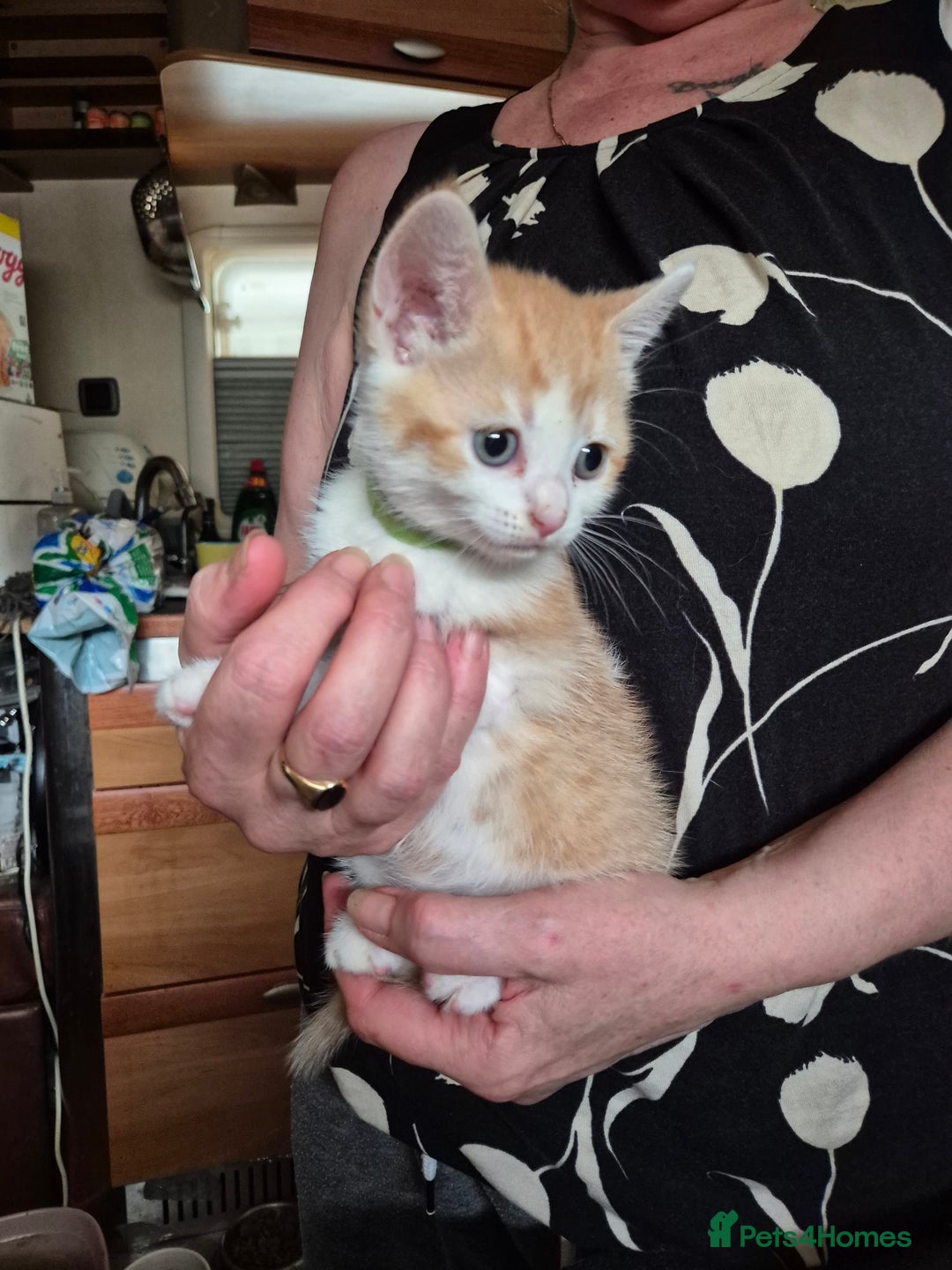 Mixed Breed cats for sale: Litter of kittens - Image 10