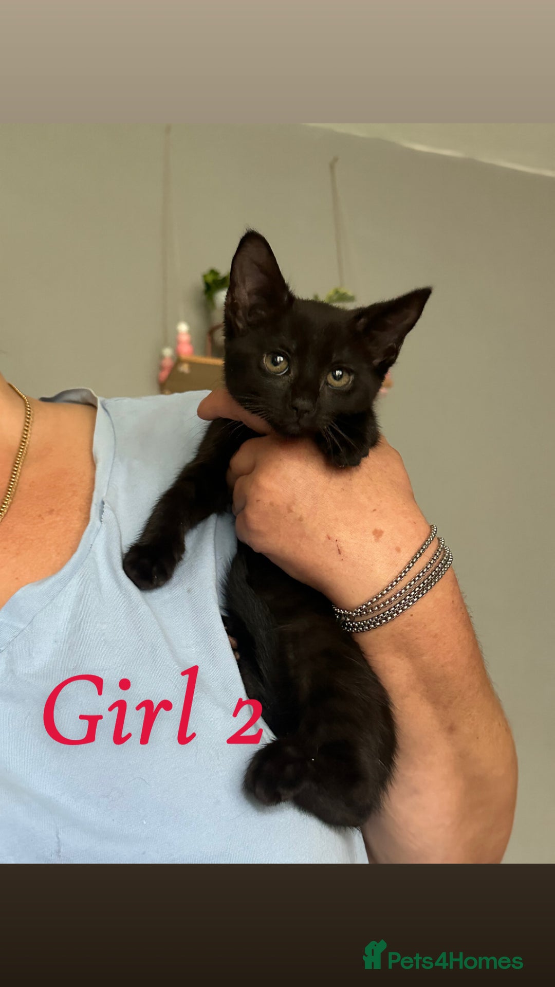 Domestic Shorthair cats for sale: Beautiful kittens ready for their forever homes ❤️ - Image 2