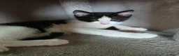 Ragdoll cats for sale: Beautiful ragdoll X - Advert 22