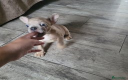 French Bulldog dogs for sale: Frenchy  - Image 8