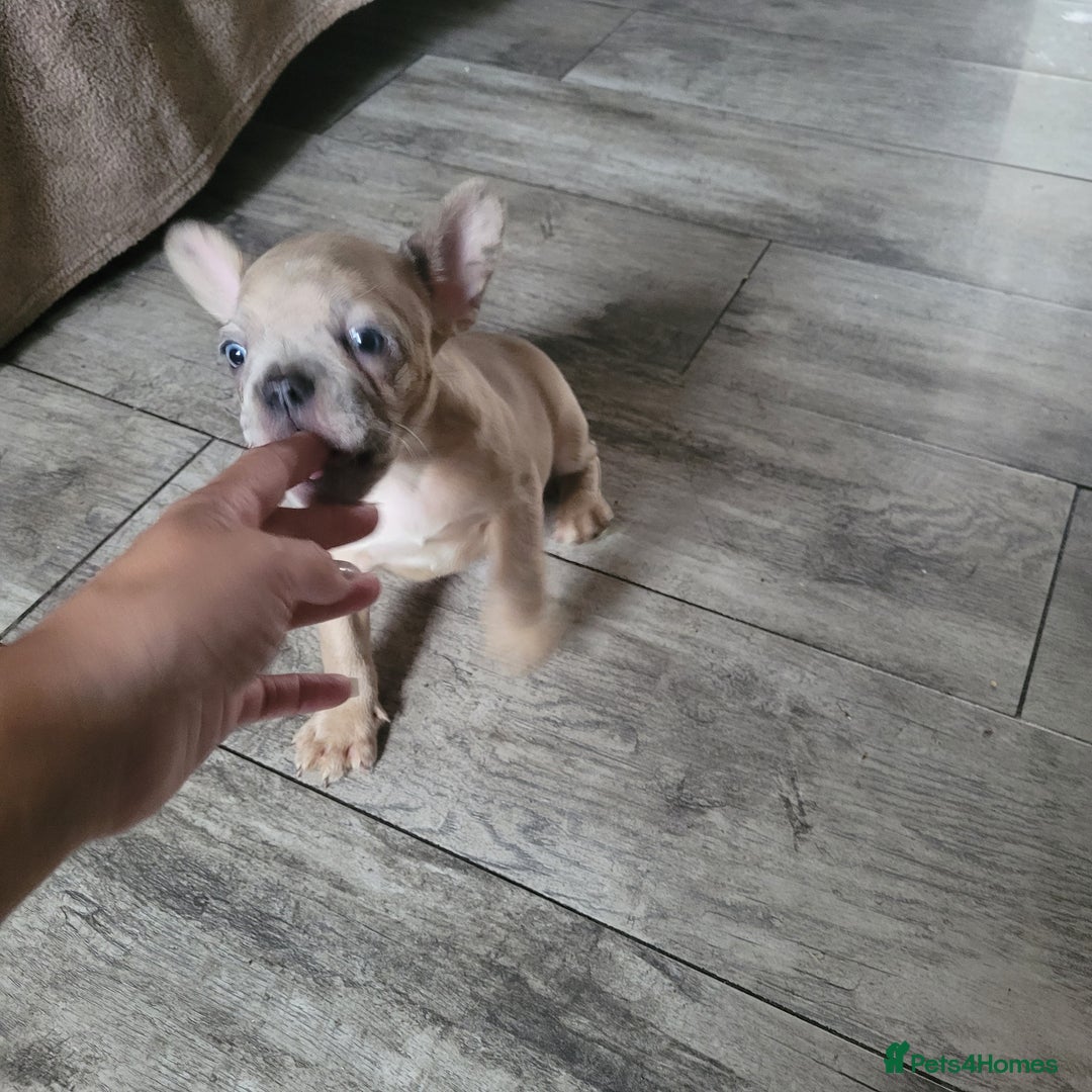 French Bulldog dogs for sale: Frenchy  - Image 8
