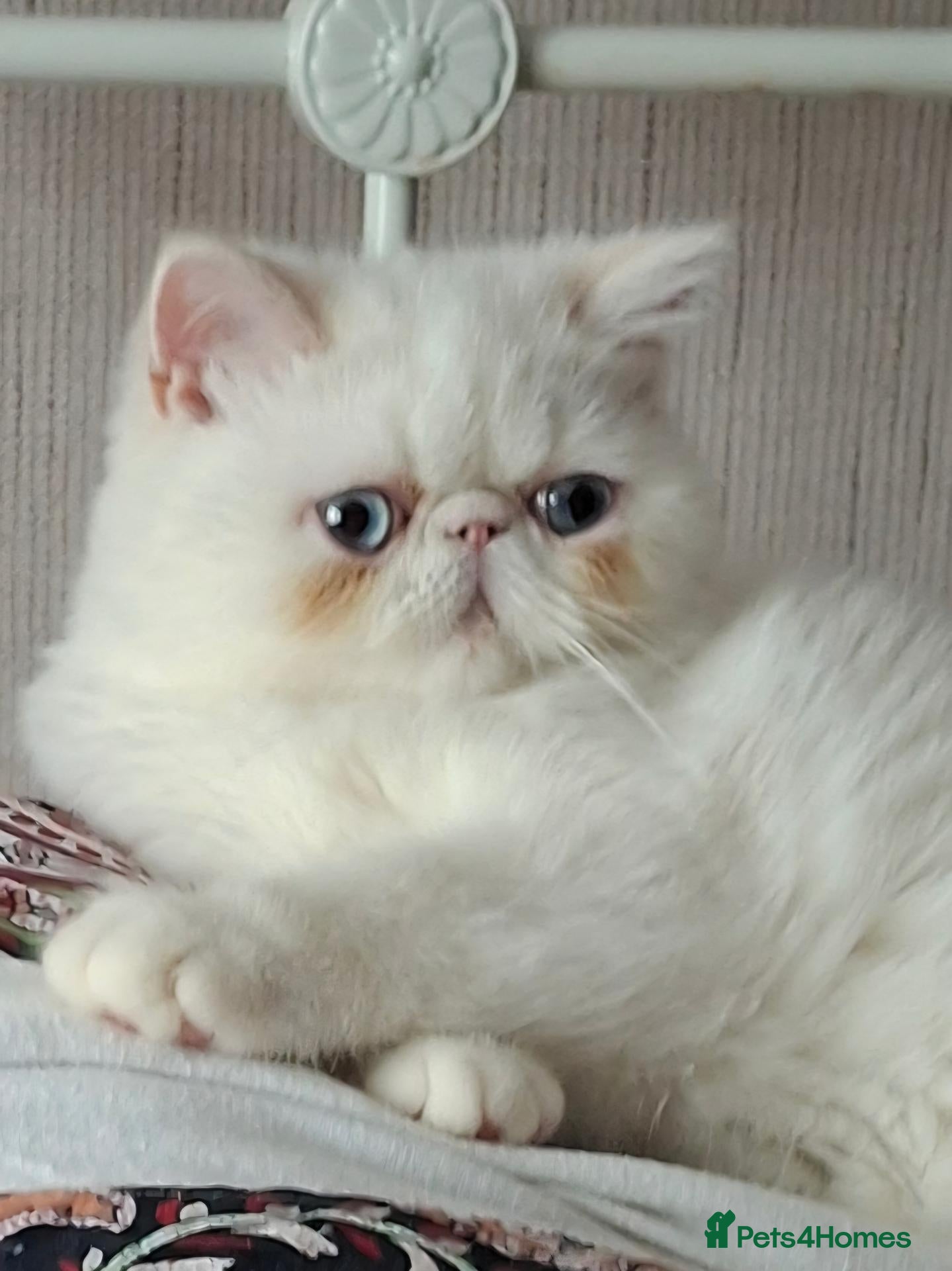 Exotic cats  SUPER FRIENDLY colour point Exotic  Males - Advert 2