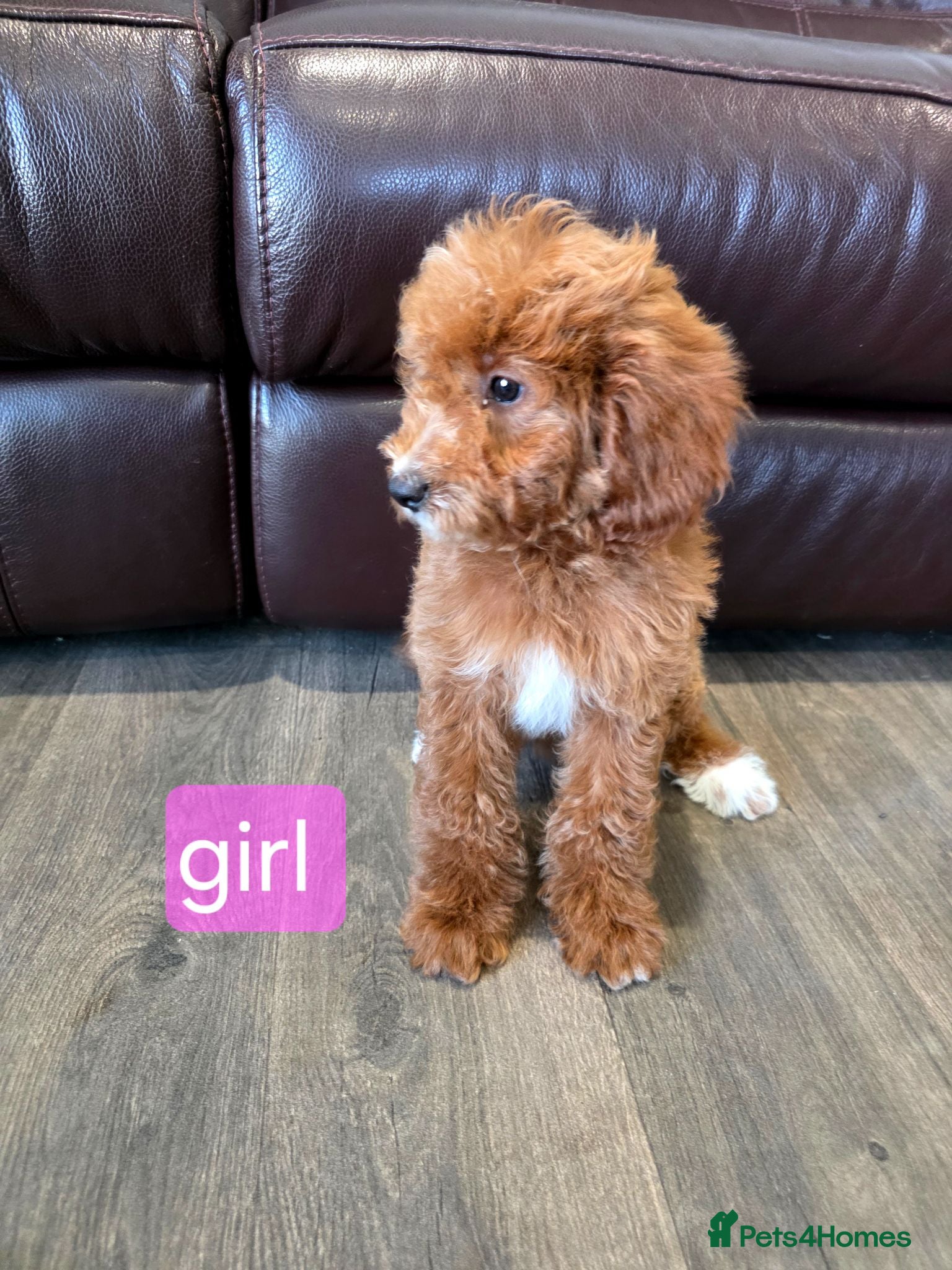 Labradoodle dogs Adorable F1B Miniature Labradoodle Pups 🐾🐕 🐾🩷 - Advert 1