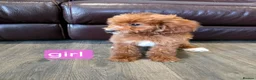 Labradoodle dogs for sale: Adorable F1B Miniature Labradoodle Pups 🐾🩷 - Advert 9