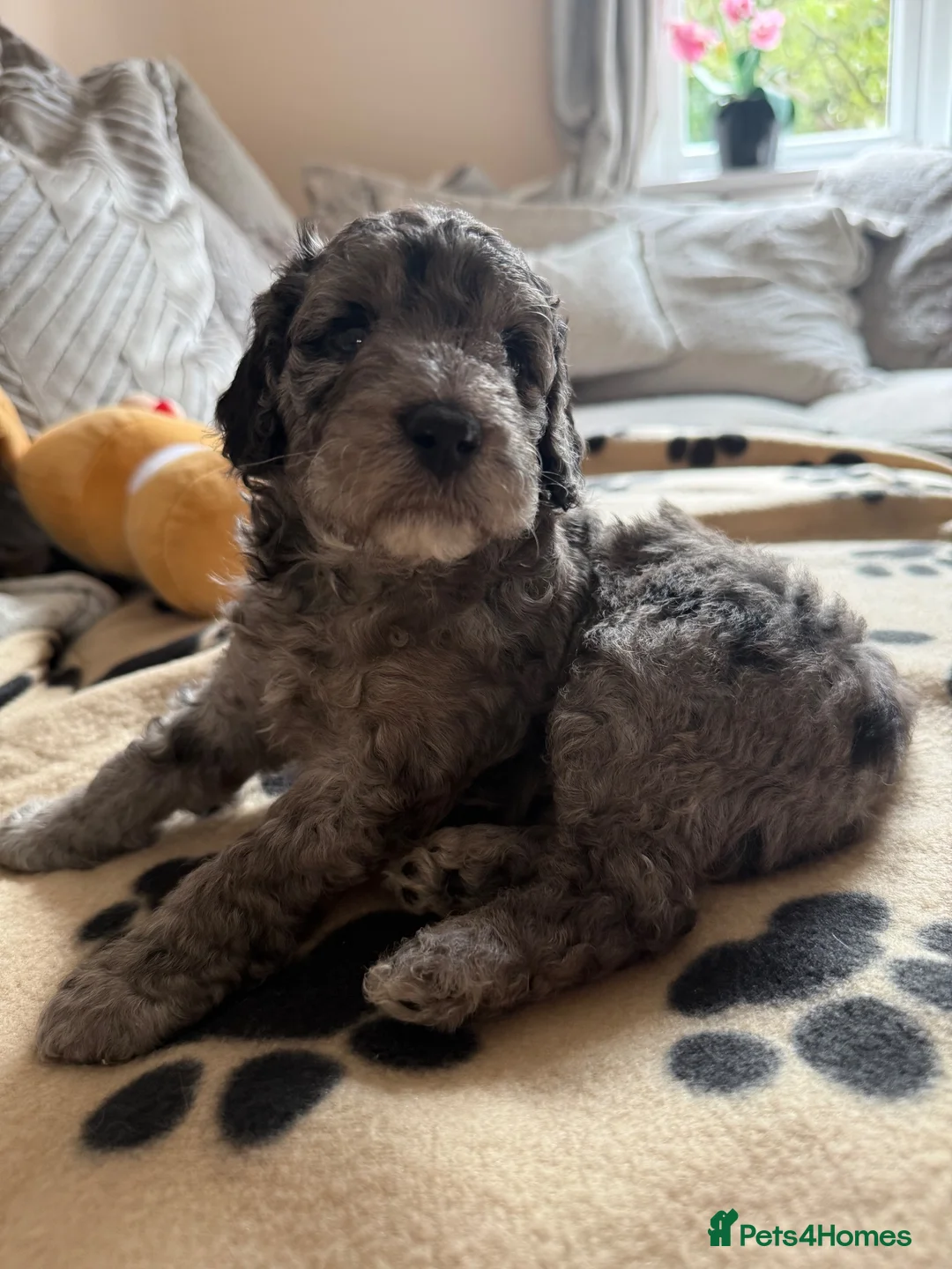 Maltipoo dogs for sale: Beautiful Maltipoo puppies 💙 in Fareham - Advert 2