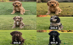 Cockapoo dogs for sale: F2b Cockapoo Puppies - 3 x girls still available - Image 3