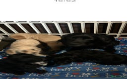 Cockapoo dogs for sale: Cockapoo Puppies - Image 10