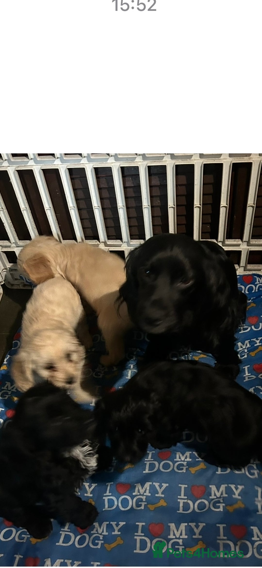 Cockapoo dogs for sale: Cockapoo Puppies - Image 10